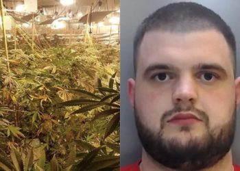 Kultivuan kanabis në berberhane, dënohen me burg dy shqiptarë në Angli (Emrat)