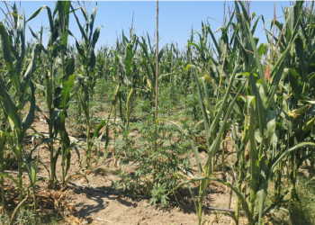 Operacioni anti-drogë në Fier, pse AMP “iu fsheh” policisë, dyshime se mbronin trafikantët