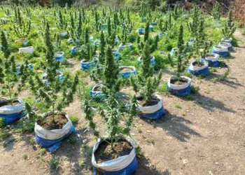 Lëvizjet e dyshimta e tradhtuan, arrestohet me 8 kg drogë 24-vjeçari shqiptar në Zvicër