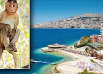 Intervistë me majmunin që rrahu tre policë dhe një turist grek