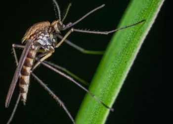 Kujdes me rrobat që vishni, ja ngjyrat që duhet të shmangni për t’iu shpëtuar mushkonjave