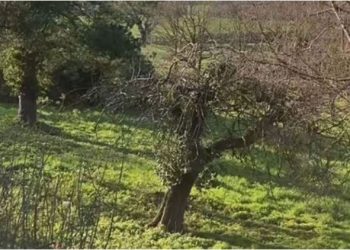 Fotoja që po “çmend” rrjetin: E dalloni dot drerin e fshehur në natyrë?