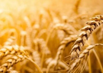 Kriza e çmimeve, zbulohet çfarë do të ndodhë nesër në Stamboll për eksportin e grurit