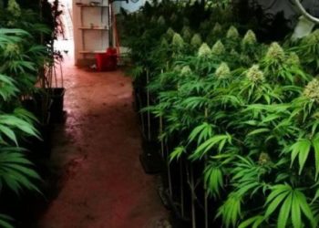 Ruante plantacionin e kanabisit në Gjermani, arrestohet shqiptari