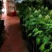 Ruante plantacionin e kanabisit në Gjermani, arrestohet shqiptari