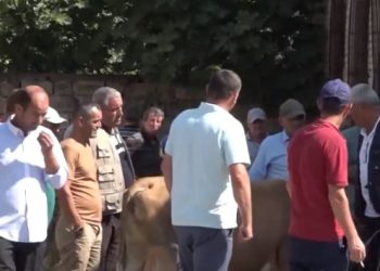 Nga Durrësi në Kukës për të shitur bagëtitë, blegtorët: Nuk i mbajmë dot