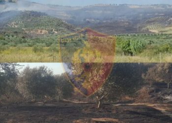 Shkrumboi një sipërfaqe të madhe me ullinj në Lushnjë, ndiqet penalisht 50-vjeçari