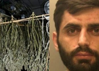 Ishte “bossi” që kishte fermë kanabisi në Britani, shqiptari kapet në gënjeshtër, ja çfarë i tha policisë
