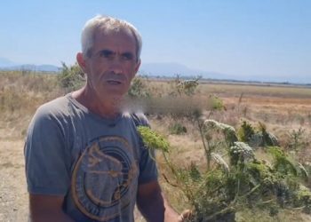 Zjarri në Savër të Lushnjes rrezikon banesat, banorët: I fikëm vetë flakët me shkurre