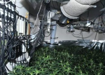 Nga shef kuzhine në Londër në kultivues kanabisi, shqiptari: Më kërcënonin bosët e drogës