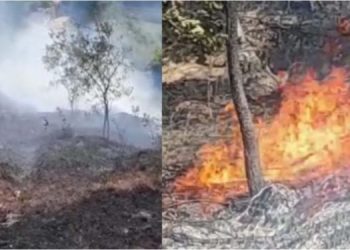 Riaktivizohet zjarri në Kepin e Rodonit, shkrumbohen hektarë me pyje