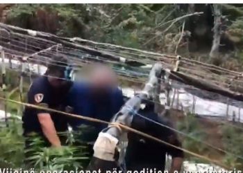 Po vaditnin serën me kanabis/ Arrestohen  në flagrancë fermeri bashkë me djalin dhe nipin, çfarë gjeti policia (Video)