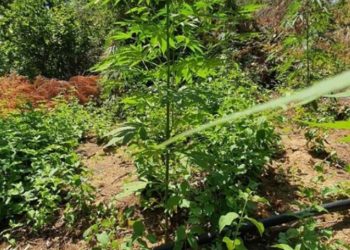 “Gati 500 mijë euro”/ Zbulohet parcela me drogë në Greqi, arrestohen 2 shqiptarë