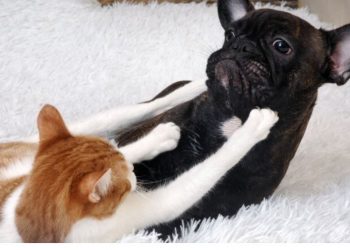 Pse macet dhe qentë e urrejnë njëri-tjetrin?