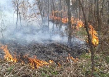 Zjarri përfshin pyjet në Mirditë/ Flakët iu afrohen banesave, kërkohet ndërhyrja nga ajri