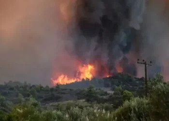 Prej më shumë se një ore në flakë, zjarri përpin disa hektarë tokë në Lushnjë