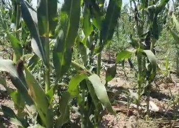 Rreth 6000 rrënjë kanabis mes misrit, identifikohen dhe shpallen në kërkim 4 pronarët e parcelës