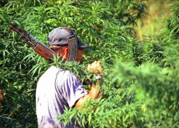 Forbes: Shqipëria do legalizojë kanabisin mjekësor vetëm për eksport