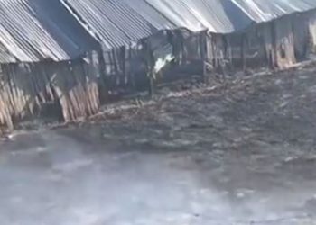 Video/ Banorët donin të digjnin barërat e këqija, flakët shkrumbojnë kasollen e bagëtive në Lushnjë