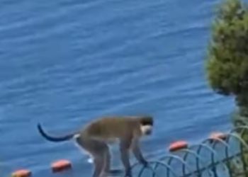 Goditi me shuplaka policët në Sarandë, flet pronari i majmunit: Ka shoqëri me një keç, njerëzit…