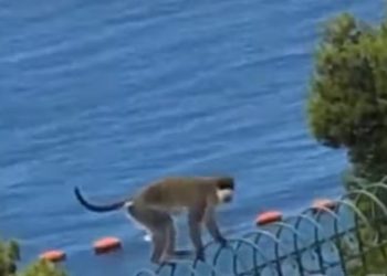 Video/ Majmuni që i shpëtoi dhe policisë në Sarandë, reagon biznesi: Lëreni të qetë, është i familjarizuar me njerëzit