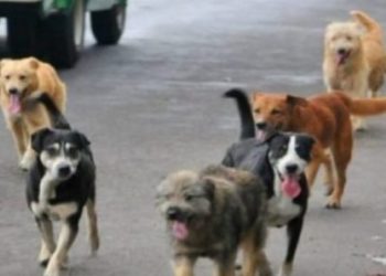 E frikshme/ Sulmohet nga 15 qen endacakë mjekja në Shqipëri, përfundon në spital me plagë të rënda