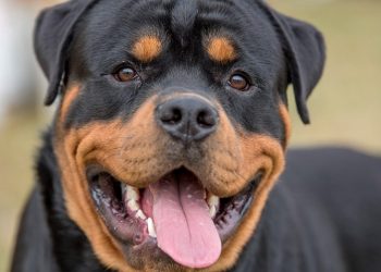 E rëndë/ Qeni sulmon në kokë dhe brinjë 6-vjeçarin në plazh, transportohet në gjendje të rëndë