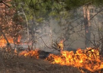 Zjarr në Vlorë/ Përfshihet nga flakët pylli i Sodës, rrezikohet përhapja në të gjithë terrenin