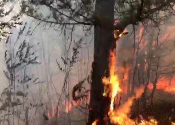 Prej dy ditësh flakët aktive, digjen 50 hektarë drurë shekullor në Gramsh