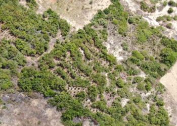 Video/ Droni e kap mat duke ujitur kanabisin, arrestohet 34-vjeçari në Fier