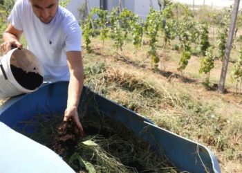 Plehrat kimike të papërballueshme, fermeri shqiptar i kthehet të shkuarës dhe përdor kafe