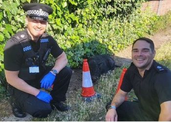 Mendoni se i keni parë të gjitha? Policia ndjek këmba-këmbës derrin dhe i “vë prangat”