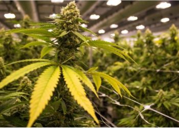 Emri/ U fut në Angli me kamion, mësuesi shqiptar kapet mat në “shtëpinë e barit”