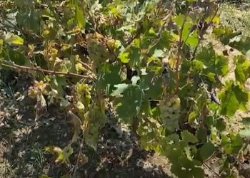 Breshëri u shkakton dëme të mëdha fermerëve në Mallakastër