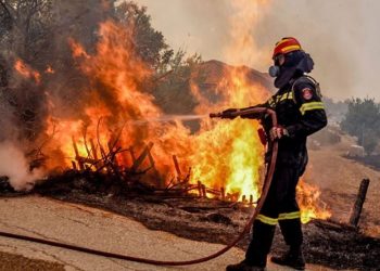 E pazakontë/ U vuri flakën pemëve, 10-vjeçari shtang me përgjigjen
