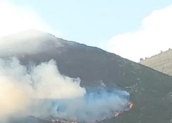 Digjet një sipërfaqe pylli në Palasë, zjarrfikësit ndërhyjnë për të shuar flakët (FOTO)