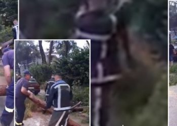 “Çmendet” moti në Divjakë, rrëzohen pemët në rrugë