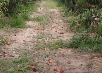 Fermerët e Elbasanit në vështirësi, pjeshkët shkojnë dëm