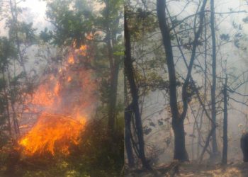 Vijon “lufta” me flakët në Pogradec, zjarrfikësit përpiqen t’i shuajnë me degë pemësh