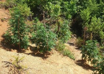 Po vadiste bimët narkotike, kapet “mat” 53-vjeçari në Lezhë