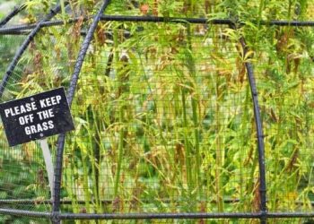 Duket e rrezikshme/ Kopshti që rrit bimë vdekjeprurëse, i hapur për publikun