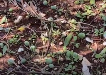 Moti i keq përfshinë vendin/ Dëme nga breshëri në Mallakastër, fermerët: Na shkatërroi prodhimin