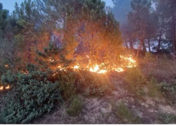 Zjarr në Berat, digjen dhjetëra hektarë me ullinj, ja çfarë ndodhi