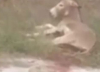 Tërhoqi zvarrë gomarin, arrestohet zyrtari grek (VIDEO)