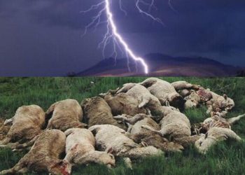 Rrufeja i vret 165 krerë bagëti, çobani në Gramsh kërkon ndihmë: Më goditi gjithë familjen