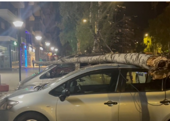 Thyhen pemët në Korçë, u bien sipër makinave