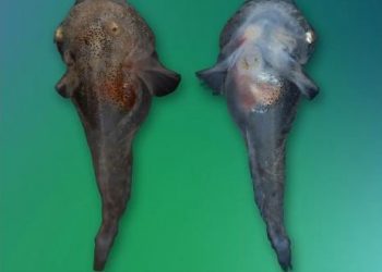 Shkencëtarët zbulojnë një specie të re peshqish, ja çfarë kanë të veçantë