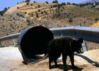 Pamje të trishta/ Lë qeni të lidhur me zinxhirë në një zonë të shkretë, arrestohet pronari