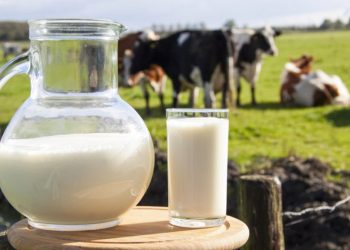 Qumështi i lopës rritet 40-50%, nëse nuk merren masa, prodhimi vendas nuk do mbulojë nevojat e fabrikave