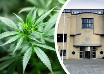 Ishte fshehur pas bimëve të kanabisit, arrestohet 25- vjeçarI në Bradford (EMRI)